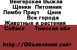 Венгерская Выжла. Щенки. Питомник Лембо Праут. › Цена ­ 35 000 - Все города Животные и растения » Собаки   . Томская обл.